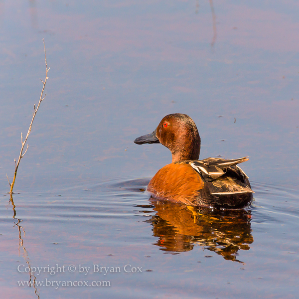 Image of Cinnamon Teal