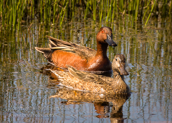 Image of Cinnamon Teal