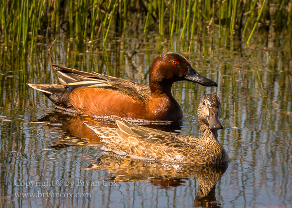 Image of Cinnamon Teal