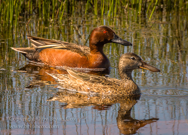 Image of Cinnamon Teal