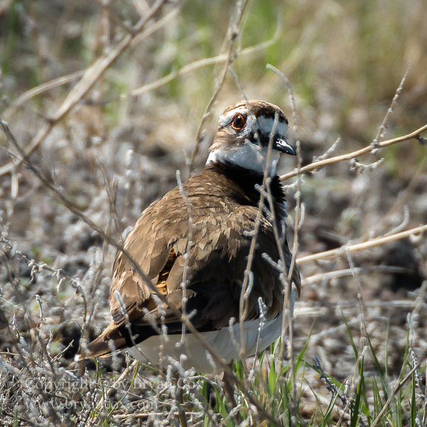 Image of Killdeer