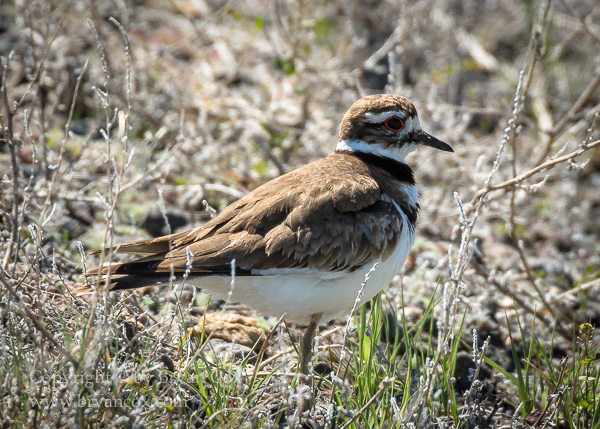 Image of Killdeer