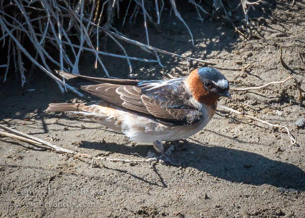 Image of Cliff Swallow