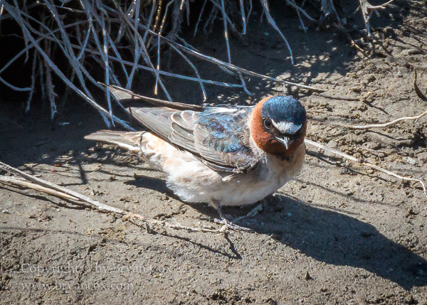 Image of Cliff Swallow