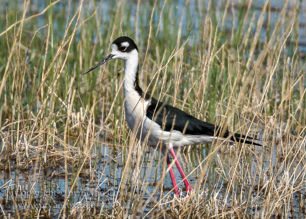 Image of Black-necked Stilt