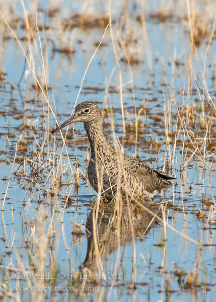 Image of Willet