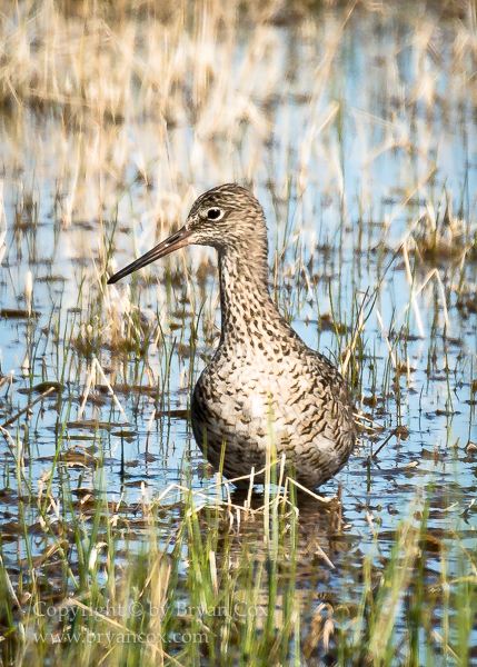 Image of Willet