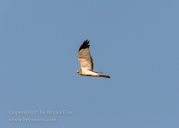 Image of Northern Harrier (Marsh Hawk)