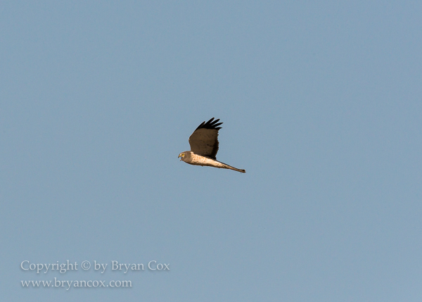 Image of Northern Harrier (Marsh Hawk)