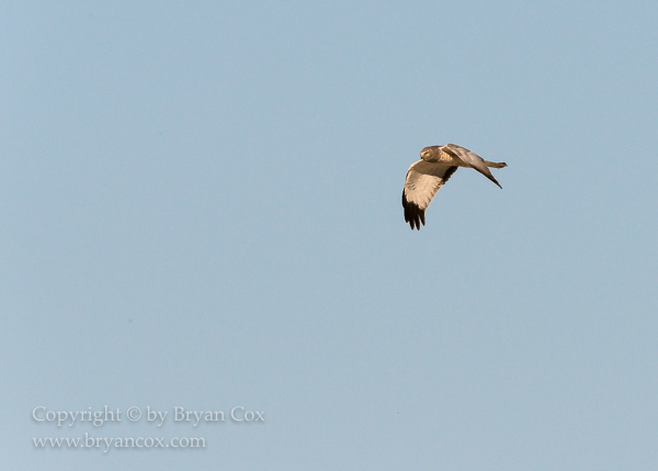 Image of Northern Harrier (Marsh Hawk)