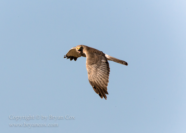 Image of Northern Harrier (Marsh Hawk)