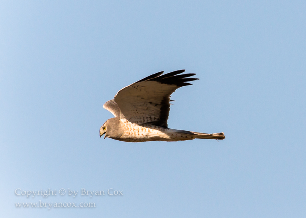 Image of Northern Harrier (Marsh Hawk)