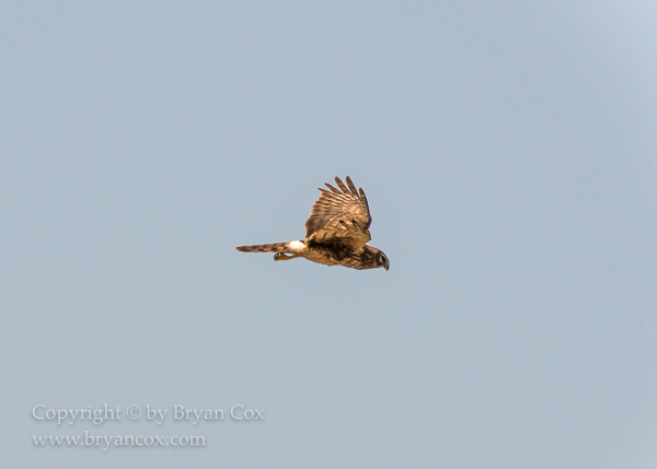 Image of Northern Harrier (Marsh Hawk)