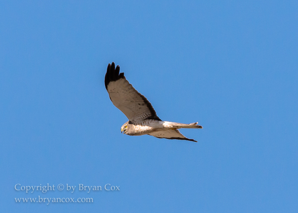Image of Northern Harrier (Marsh Hawk)
