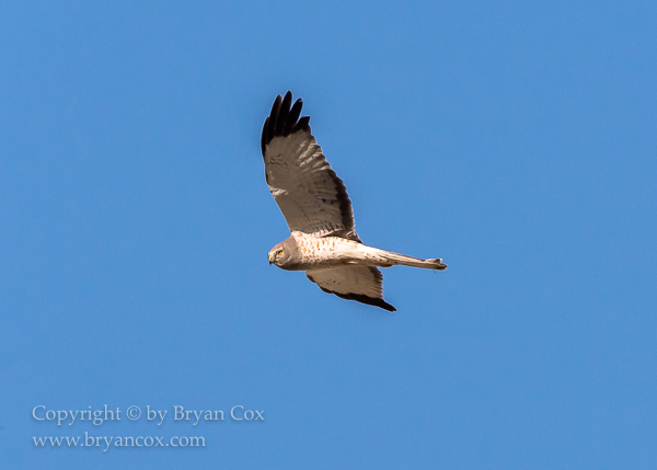 Image of Northern Harrier (Marsh Hawk)