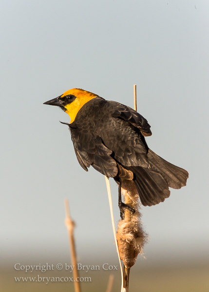 Image of Yellow-headed Blackbird