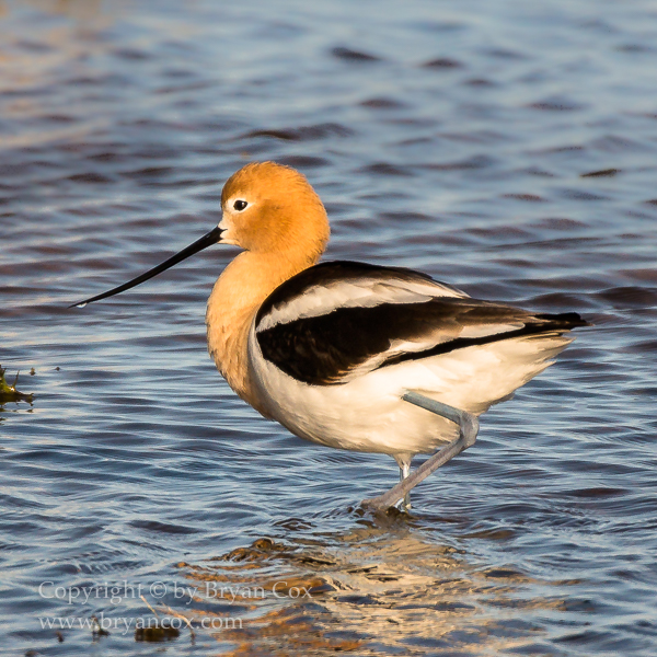 Image of American Avocet