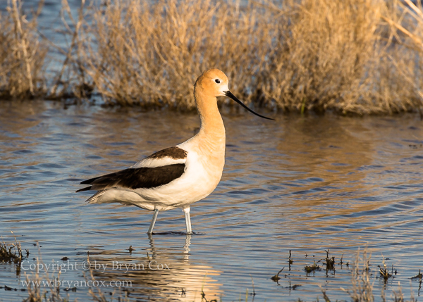 Image of American Avocet