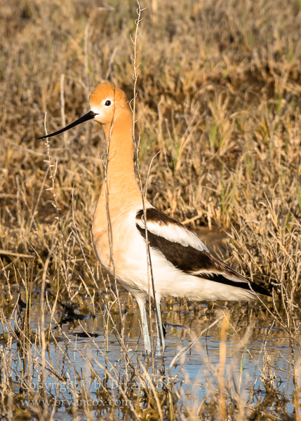 Image of American Avocet