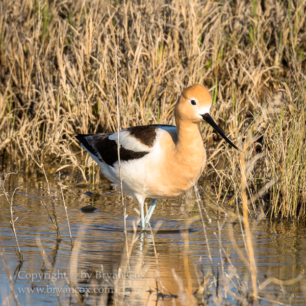 Image of American Avocet