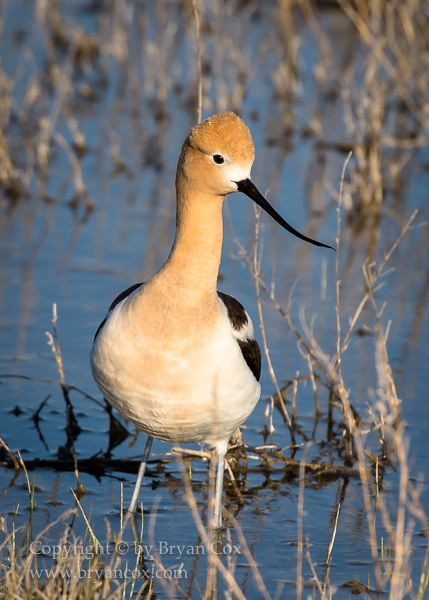 Image of American Avocet