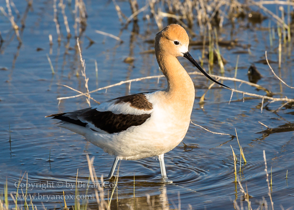 Image of American Avocet