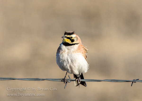 Image of Horned Lark