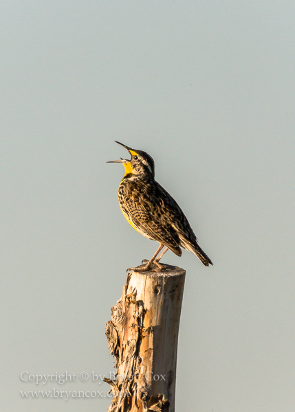 Image of Western Meadowlark