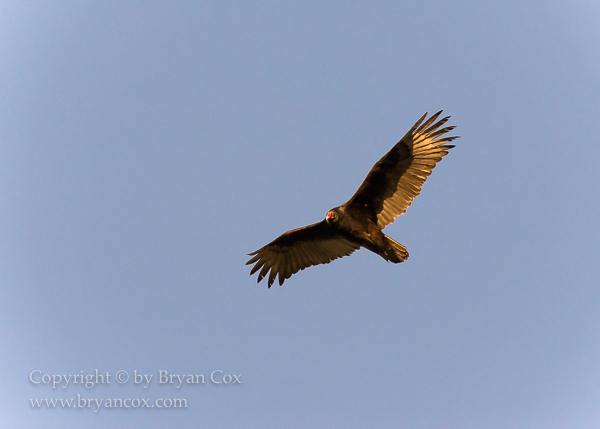 Image of Turkey Vulture