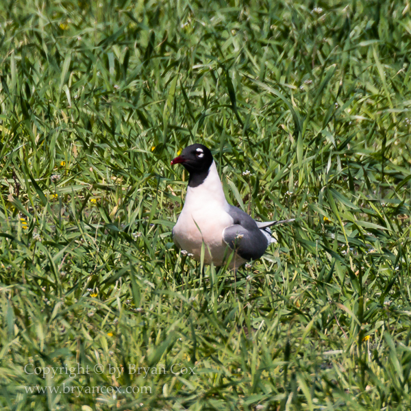 Image of Franklin's Gull