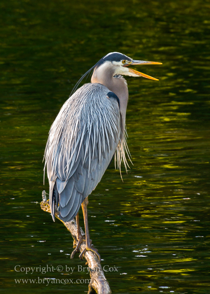 Image of Great Blue Heron