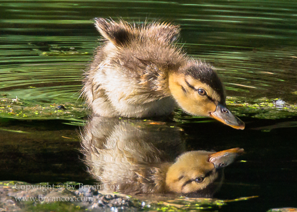 Image of Mallard Duckling
