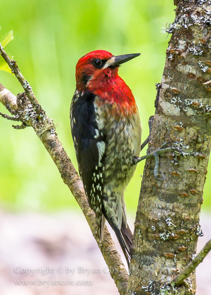Image of Red-breasted Sapsucker