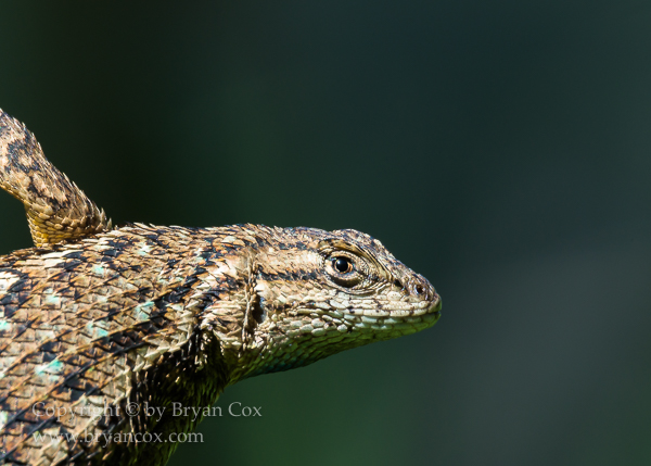 Image of Western Fence Lizard
