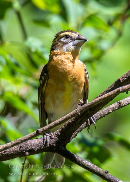 Image of Black-headed Grosbeak