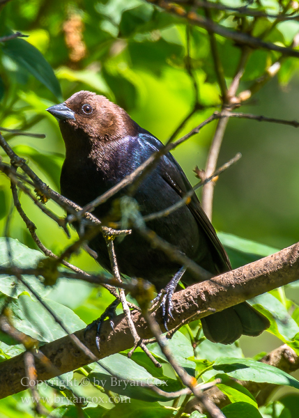 Image of Brown-headed Cowbird