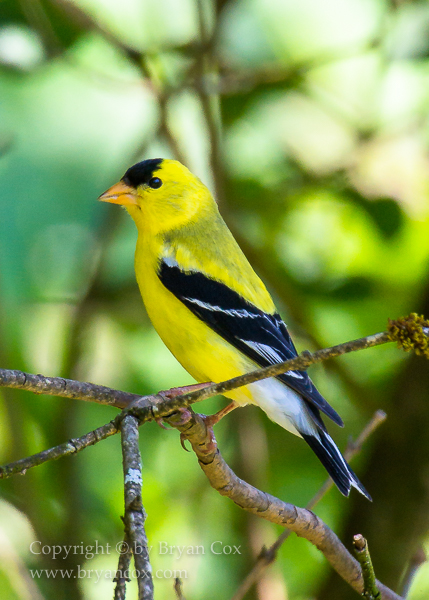 Image of American Goldfinch