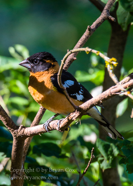 Image of Black-headed Grosbeak