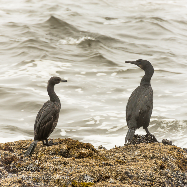 Image of Pelagic Cormorants
