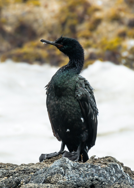 Image of Pelagic Cormorant