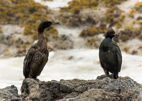 Image of Pelagic Cormorants