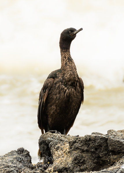 Image of Pelagic Cormorant