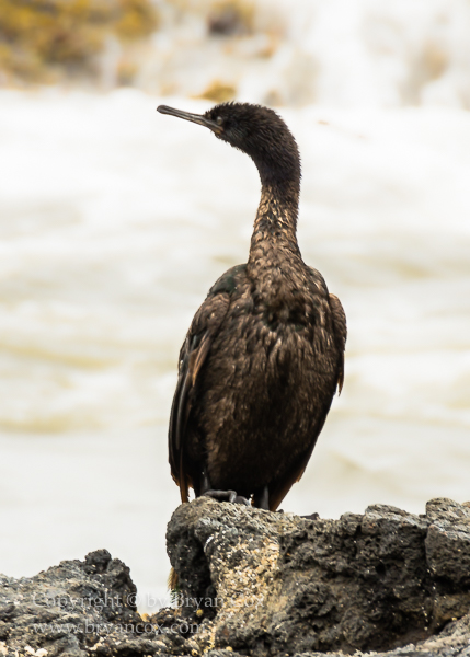 Image of Pelagic Cormorant