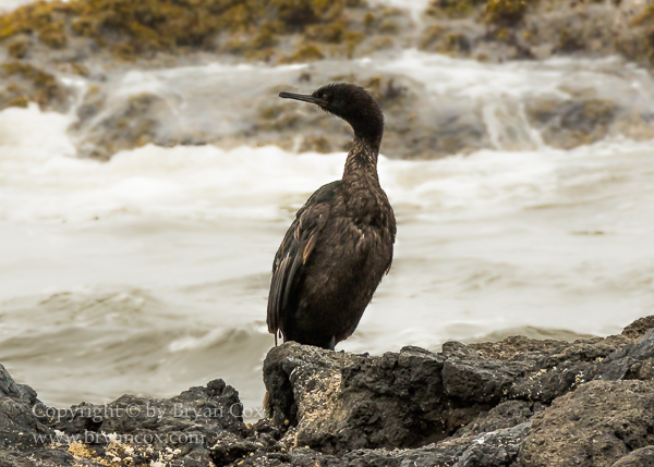 Image of Pelagic Cormorant
