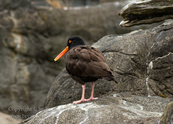 Image of Black Oystercatcher