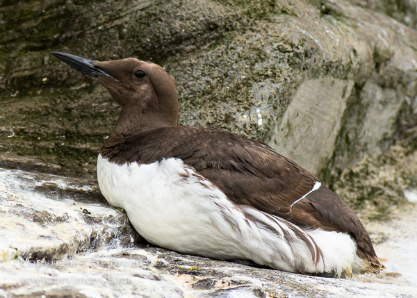 Image of Common Murre