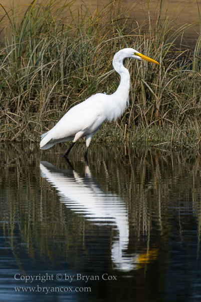 Image of Great Egret