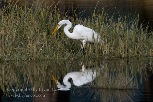 Image of Great Egret