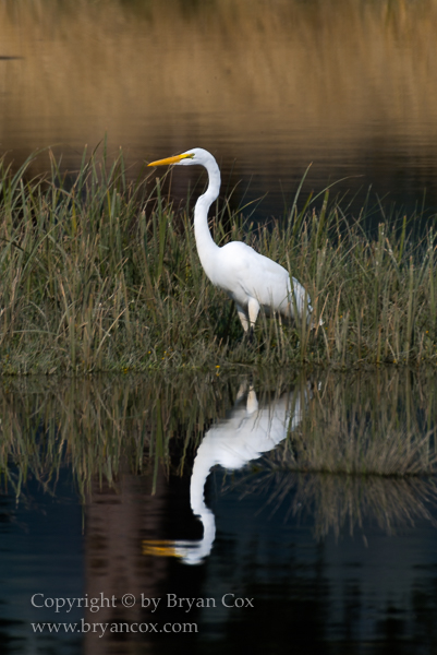 Image of Great Egret