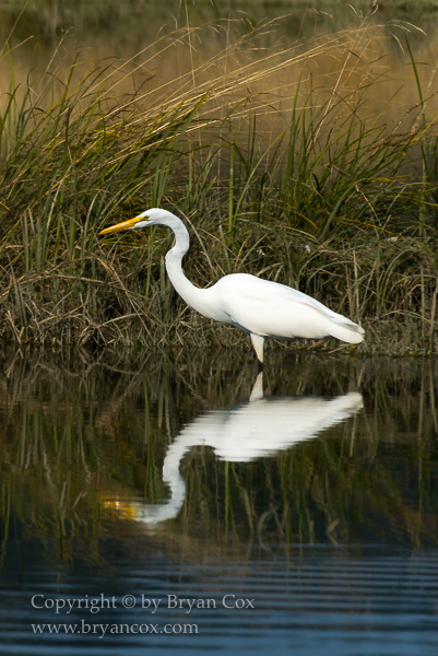 Image of Great Egret